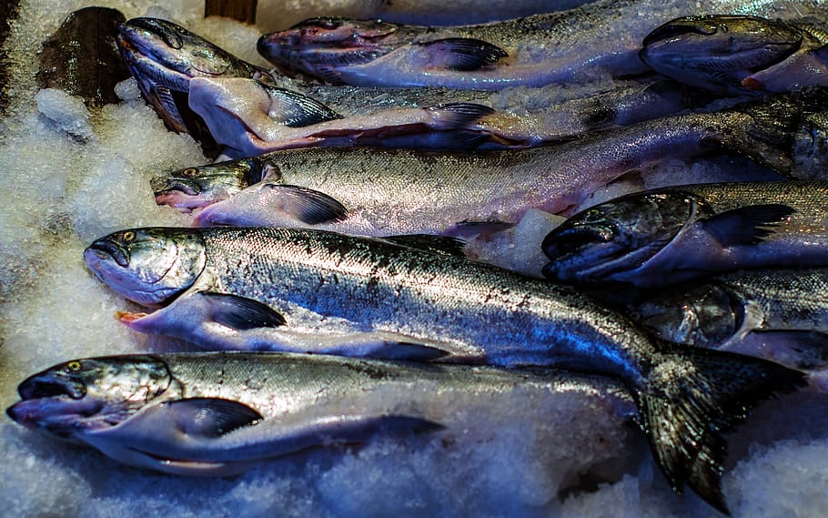 frozen fish, ice, raw, fresh, market, store, catch, seafood
