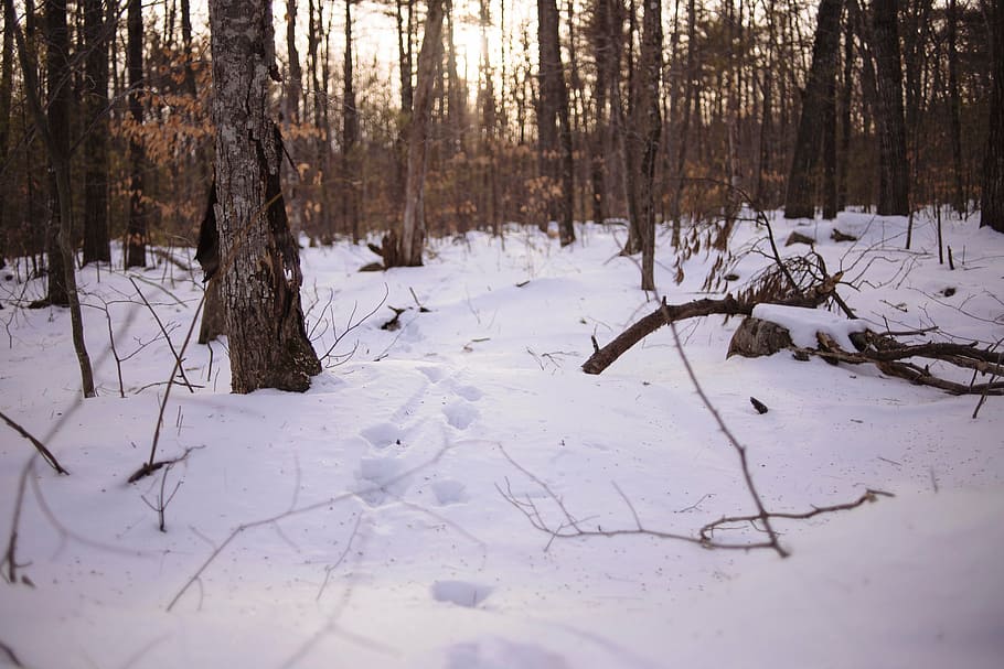 wood branches on snowfiled, covered, ground, trees, forest HD wallpaper
