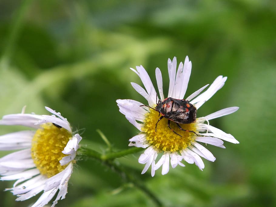 bug, flower, insect, nature, plant, garden, petal, wildlife HD wallpaper
