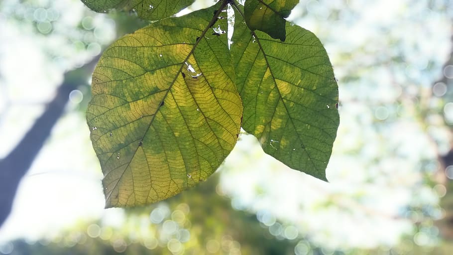 leaf, nature, growth, flora, summer, tree, sky, plant part HD wallpaper