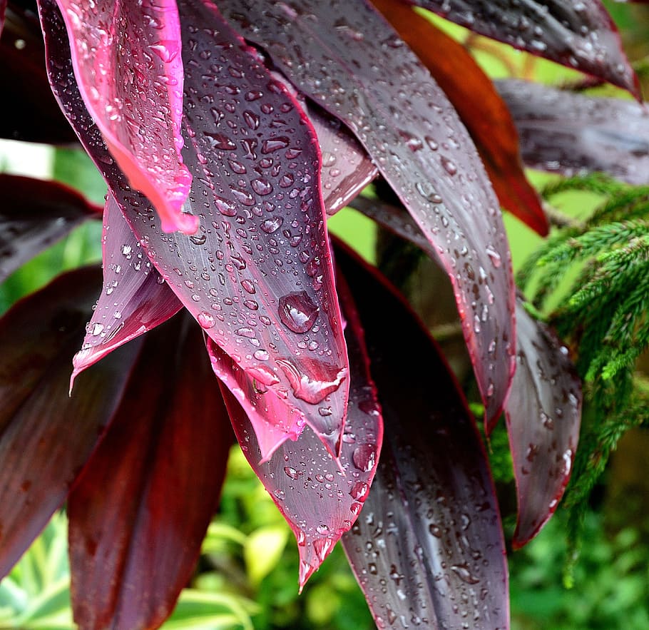 After The Rain, Leaves, leaves after the rain, purple leaves, HD wallpaper