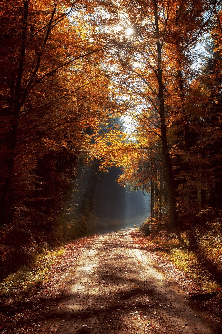 pathway between trees, forest, mood, light beam, forest path HD wallpaper