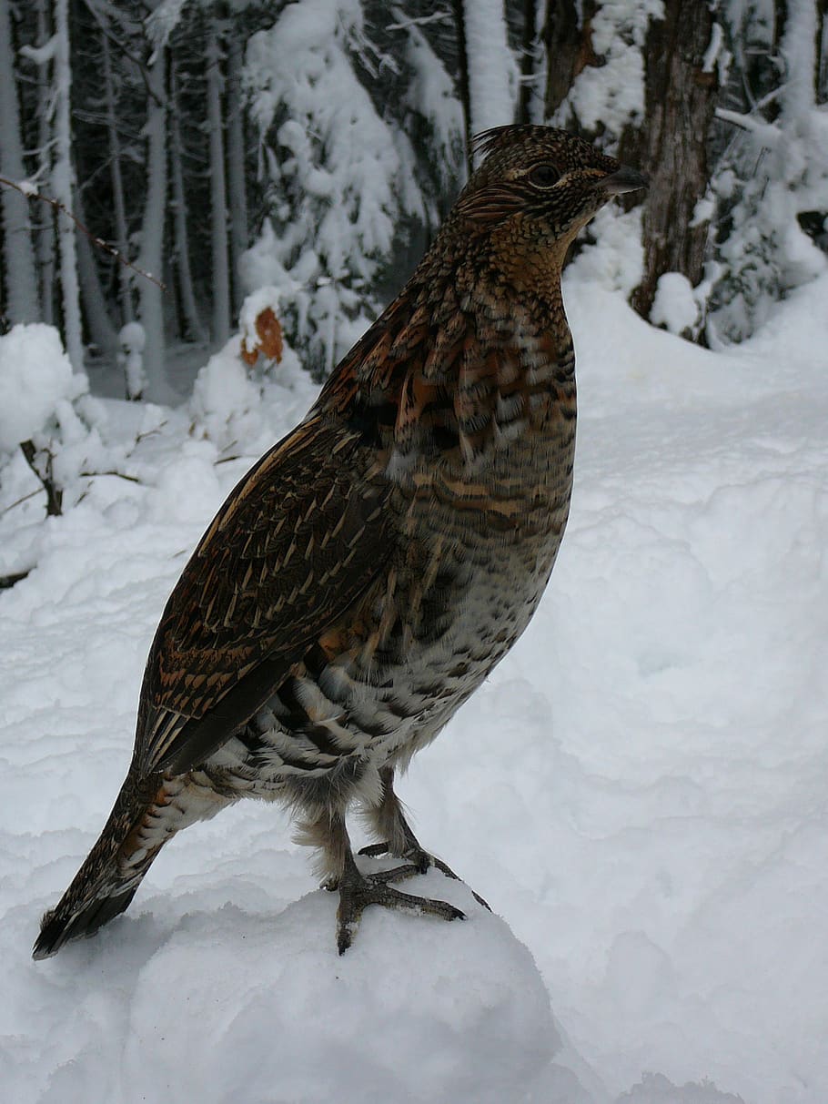 partridge, bird, nature, snow, plumage, winter, cold temperature, HD wallpaper