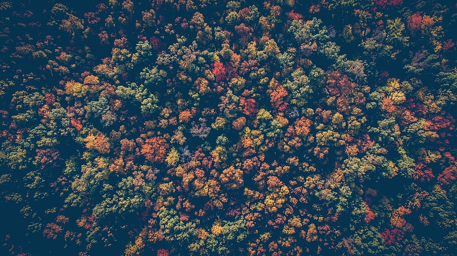photo of green and brown flowers, forest, nature, trees, woods HD wallpaper