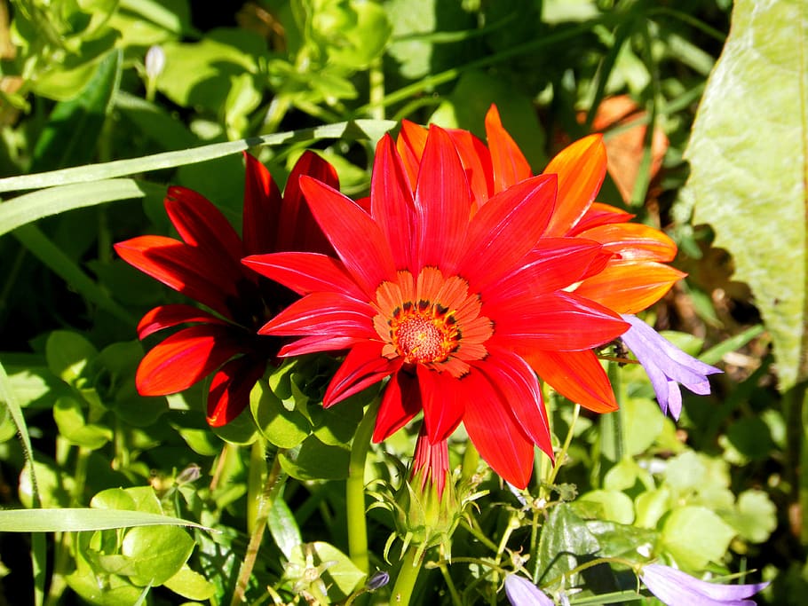 gerberas, flower, summer, flowering plant, freshness, fragility HD wallpaper