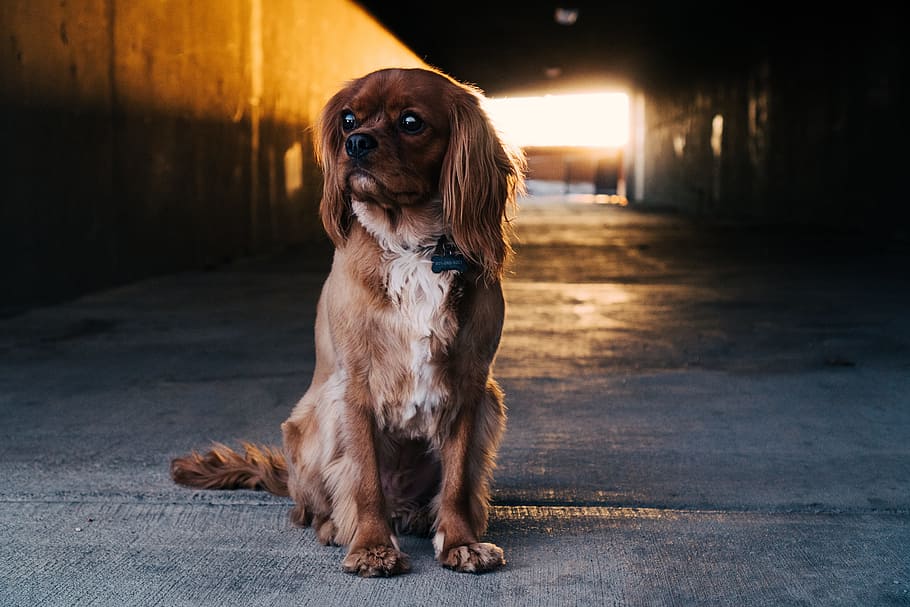 path, tunnel, dark, sunlight, dog, puppy, pet, animal, canine HD wallpaper