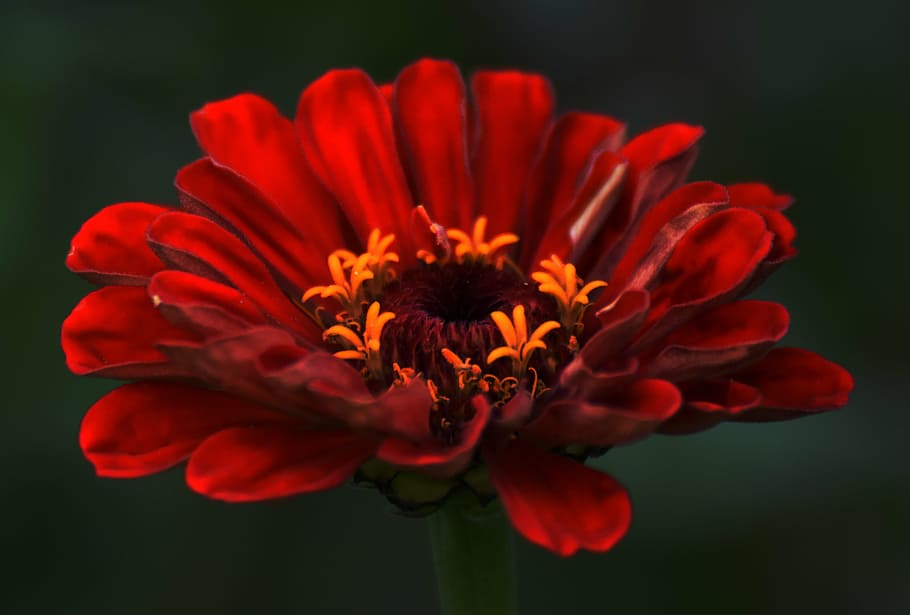 selective focus photo of red zinnia flower, nectar, red flower HD wallpaper