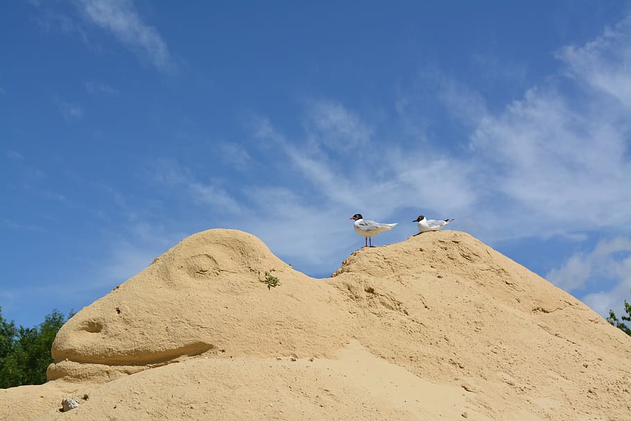 sand, birds, sculpture, sky, nature, animals, animal themes HD wallpaper