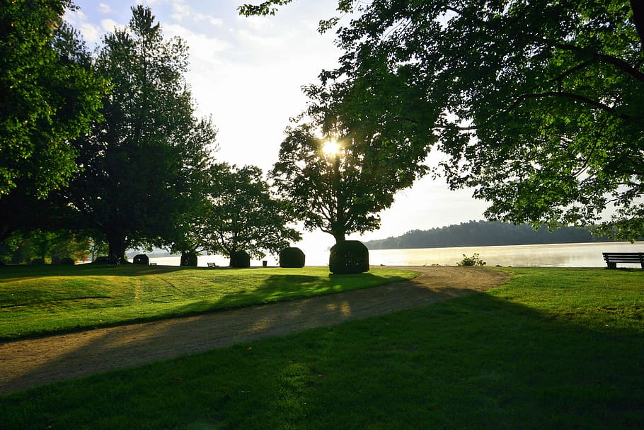 tree, grass, landscape, nature, summer, park, rush, meadow HD wallpaper