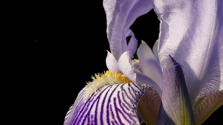 iris, blossom, bloom, blue, flower, nature, plant, close, isolated HD wallpaper