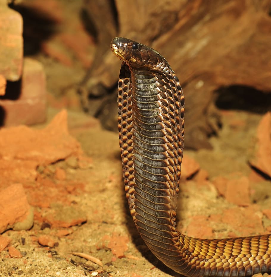 HD wallpaper: brown king cobra snake, toxic, reptile, animal, threat, india  | Wallpaper Flare