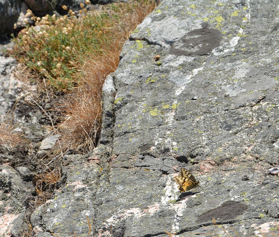 butterfly, summer, cliffs, nature, insect, background, outdoor HD wallpaper