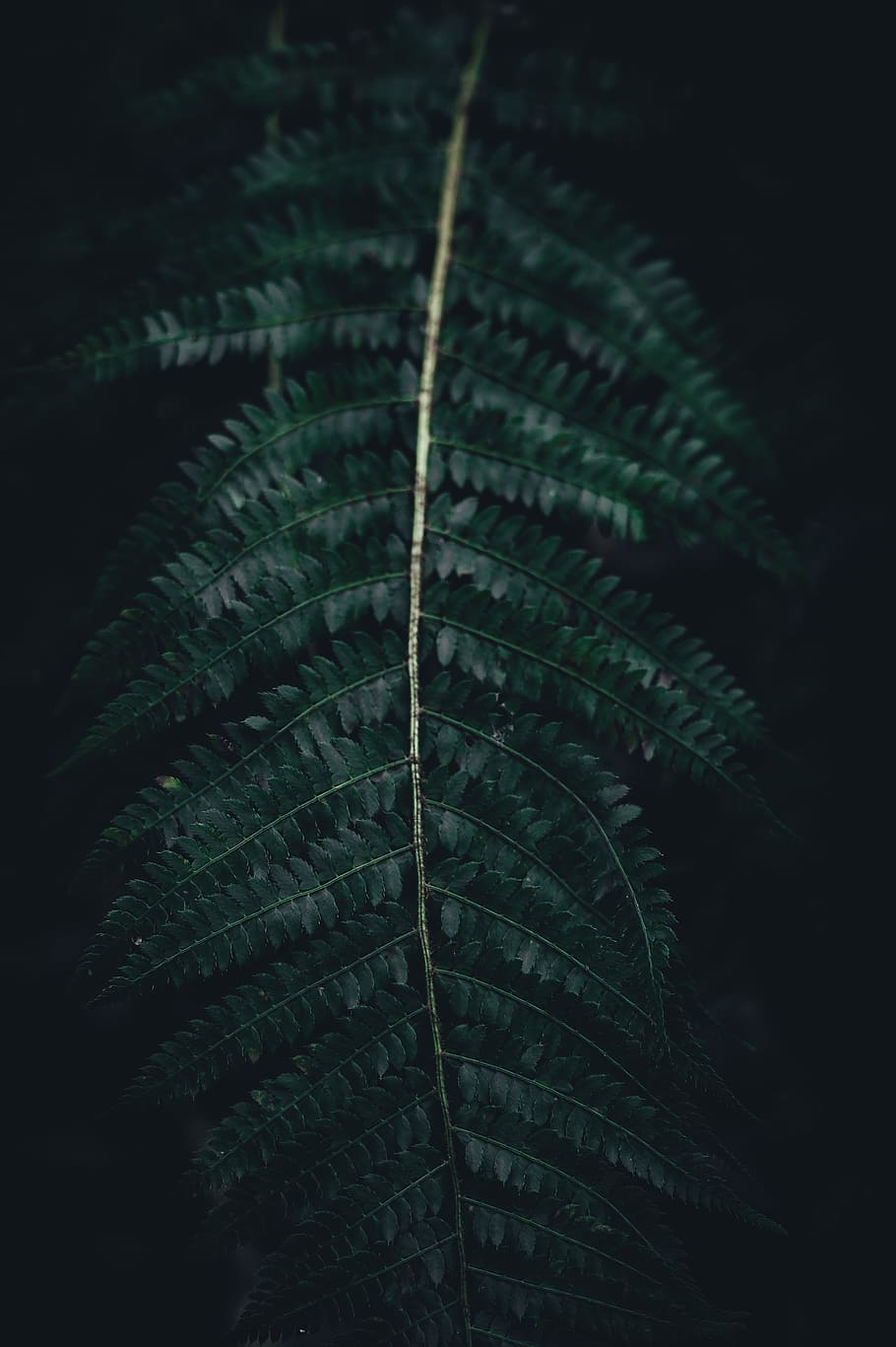 tilt shift lens photo of green plants, green fern plant, fernage HD wallpaper