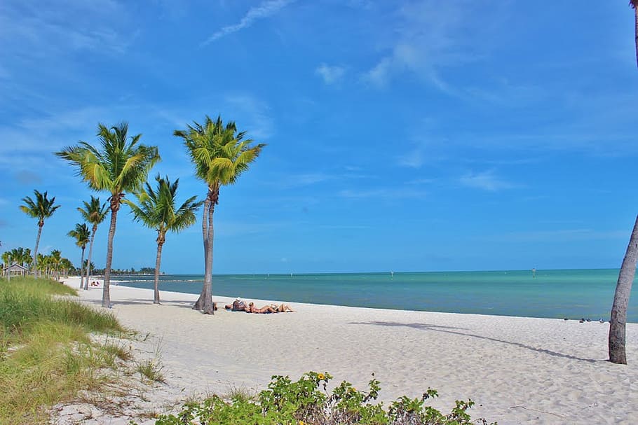 palm tree on shoreline, key, west, florida, palm trees, ocean, HD wallpaper