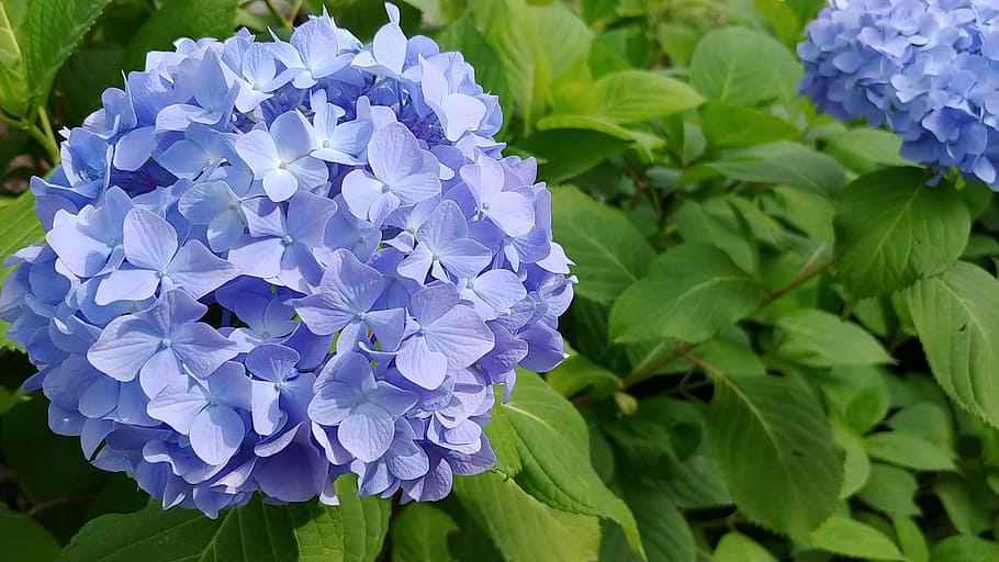 hydrangea, flowers, nature, plants, petal, purple, blossom HD wallpaper