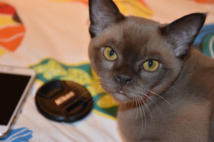 burmese, cat, chocolate, animal themes, domestic, domestic animals HD wallpaper