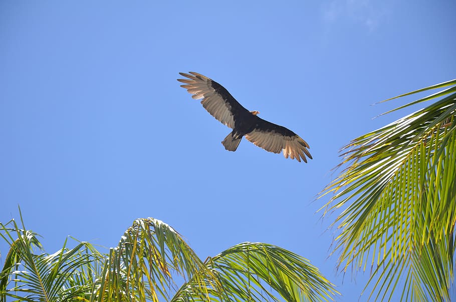 Bird, Sky, Blue, Ave, flying, one animal, mid-air, animals in the wild HD wallpaper