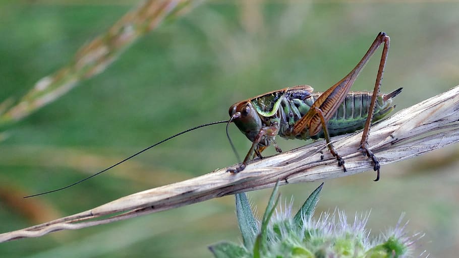 grasshopper, green, insect, macro, nature, animal themes, animal wildlife HD wallpaper