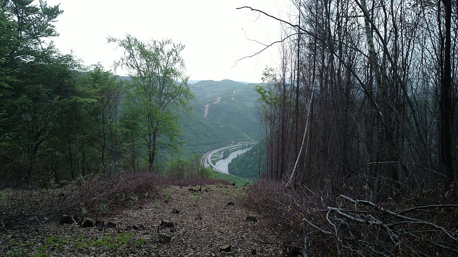 road, river, forest, nature, landscape, tree, plant, no people HD wallpaper