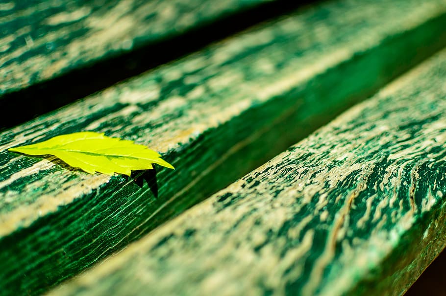 leaf, fall, autumn, green, leaves, plant, wood, planks, wooden board HD wallpaper