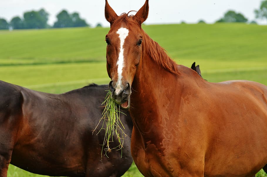 horses, for two, coupling, stallion, eat, paddock, brown, meadow, HD wallpaper