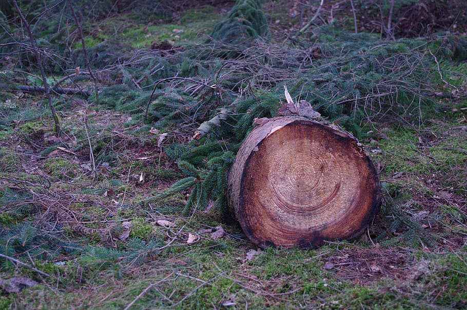 forest, tree, nature, land, plant, field, day, no people, deforestation HD wallpaper