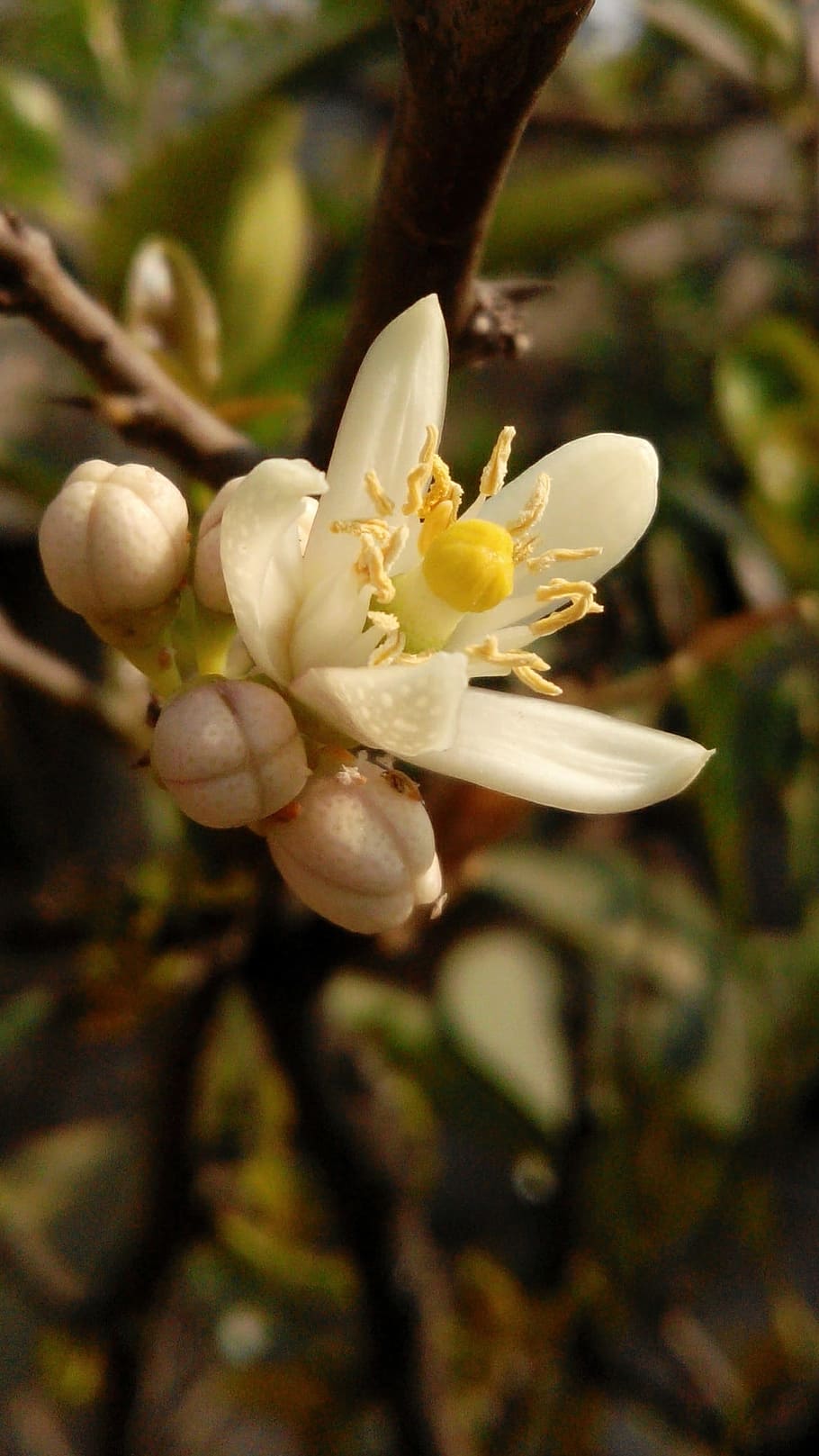 flower, lemon, lime, nature, blossom, floral, citrus, spring HD wallpaper