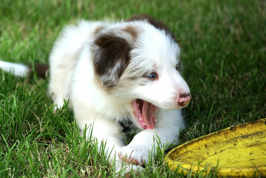 dog, small, puppy, fun, border, pets, grass, animal, cute, outdoors HD wallpaper