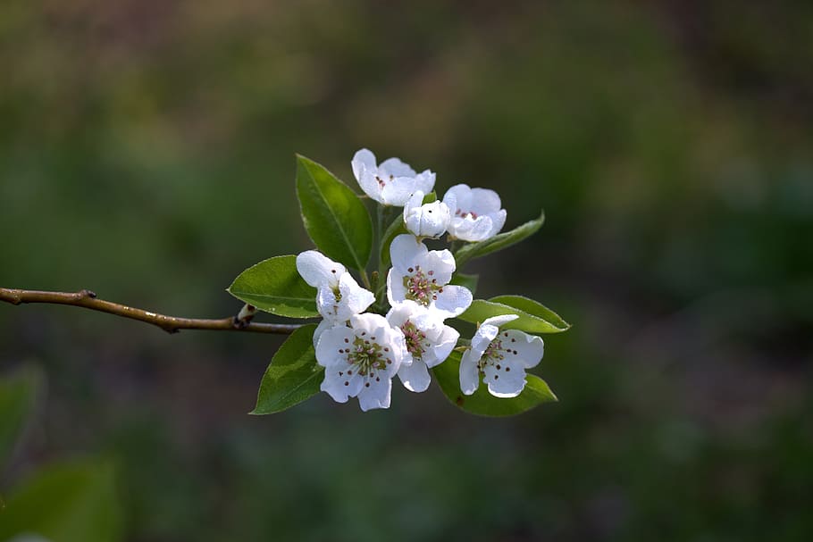 close-up photography of white petaled flower, march, spring HD wallpaper