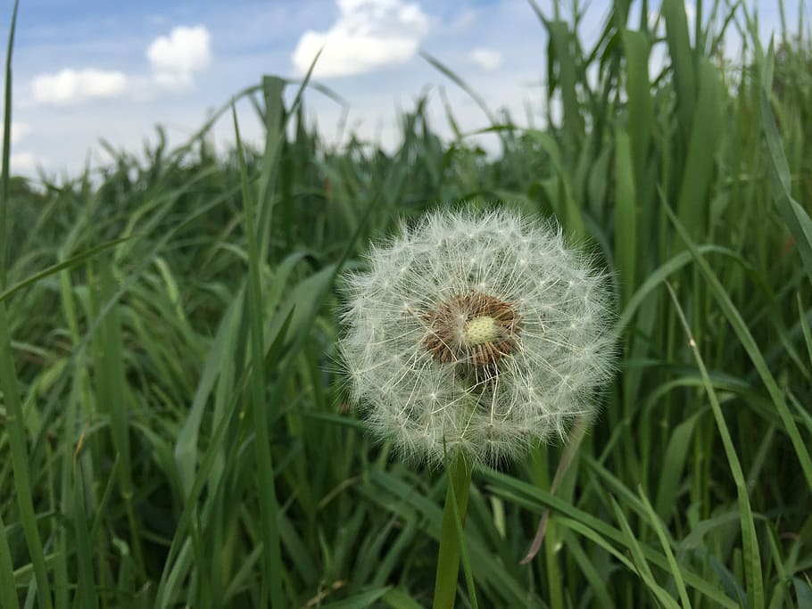 Dandelion, Meadow, Spring, Nature, Plant, green, growth, flower HD wallpaper
