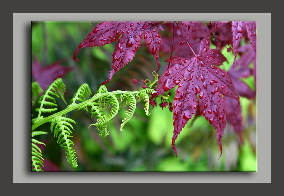 fern, maple, rain, touching, reach, plant, growth, beauty in nature HD wallpaper