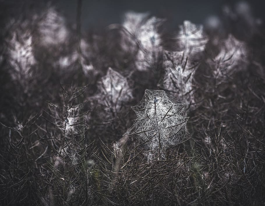 spin, cobweb, insect, nature, case, dew, cobwebs, networking HD wallpaper