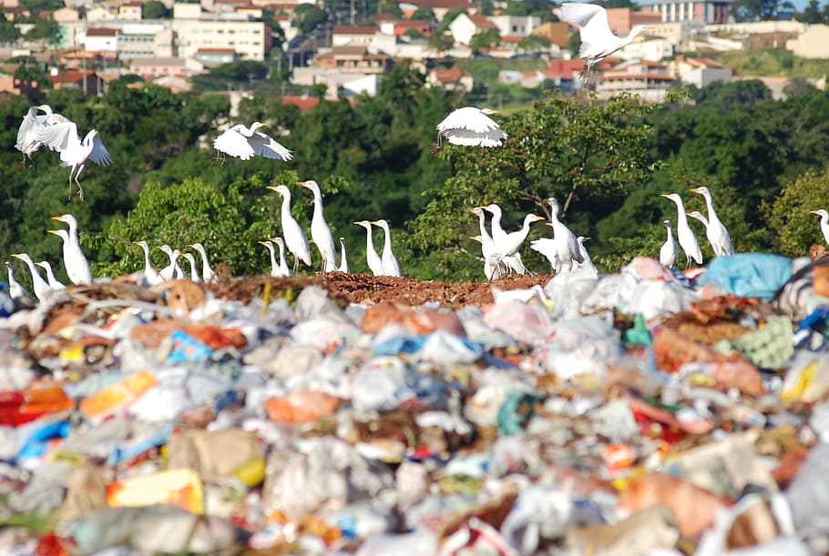 the dump, environment, society, plant, no people, built structure HD wallpaper
