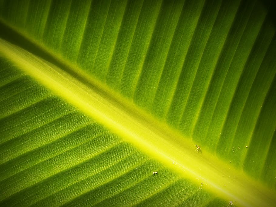leaf, background, lines, foliage, photosynthesis, natural, grow HD wallpaper