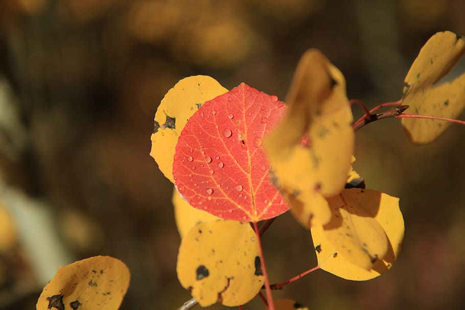 selective focus photograph of red leaf, leaf with water dew, foliage HD wallpaper