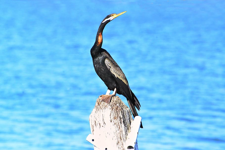darter, snake bird, anhinga, plumage, snakebird, diver, hunter HD wallpaper
