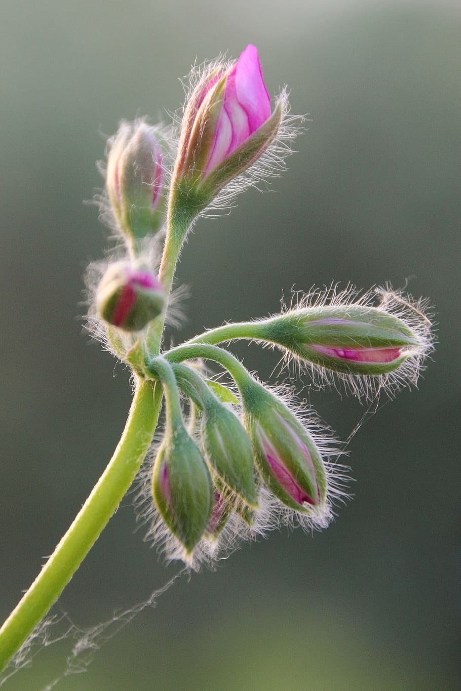 Flower, Bud, Geranium, Nature, growth, green color, plant, fragility HD wallpaper