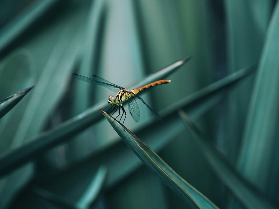 red and black dragonfly during daytime, selective focus photography of red and green dragonfly perched on green leaf HD wallpaper