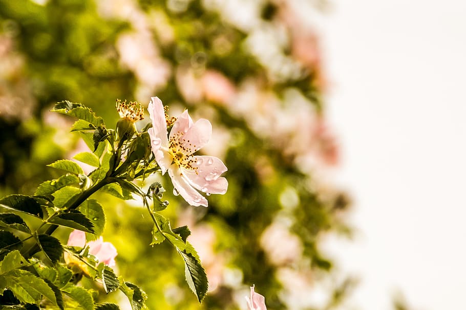 shallow focus photography of beige petal flowers with water drops, Wild Rose after Rain HD wallpaper