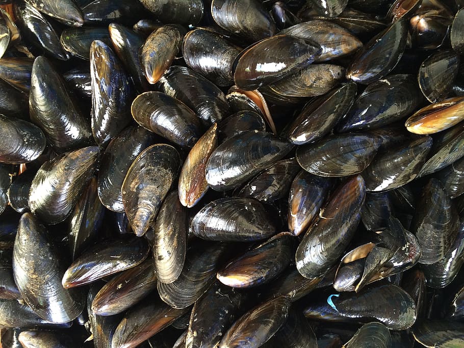 black muscles, mussels, shellfish, seafood, mollusk, ocean, backgrounds, HD wallpaper