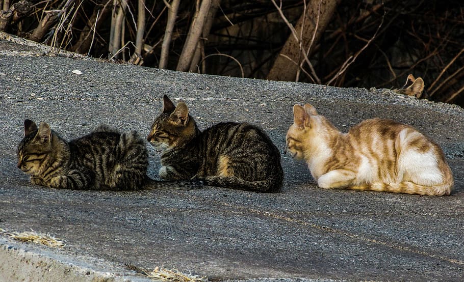 cats, stray, in a row, three, cute, group, resting, sleeping HD wallpaper