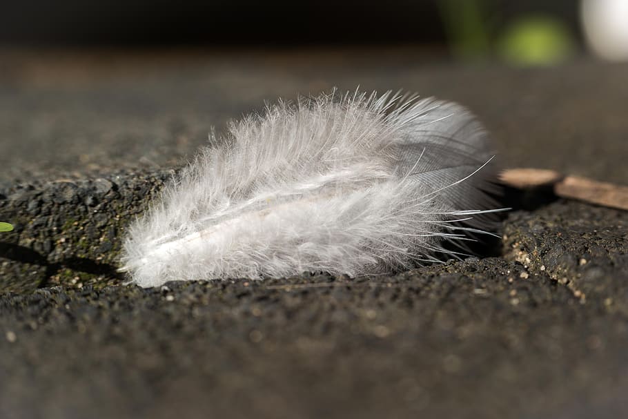 feather, bird, soft, fluffy, tender, plumage, white, macro HD wallpaper