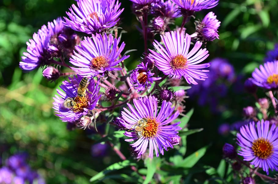 flower, close-up, violet, flowering plant, freshness, fragility HD wallpaper