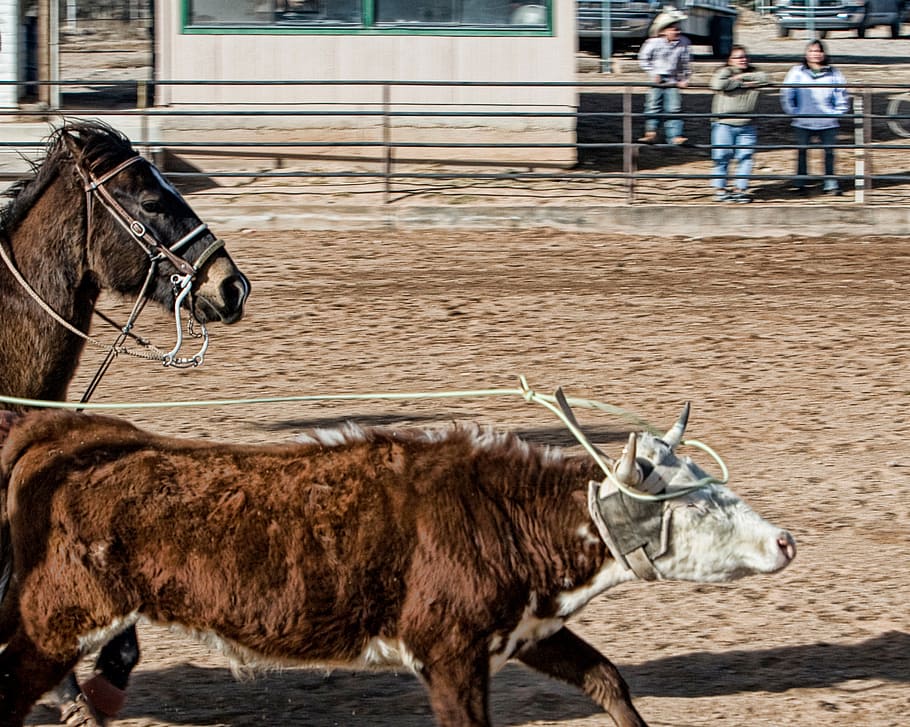 horse, cow, roping, western, animals, agriculture, ranch, farm HD wallpaper