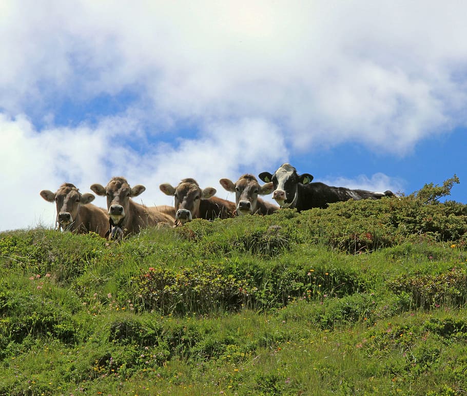 cows, alp, curious, summer, pasture, mountain meadow, alpine HD wallpaper