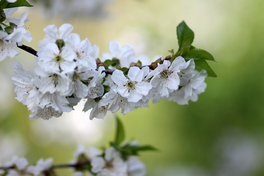 flowers, tree, visin, white, casey, flourished, spring, flowering plant HD wallpaper