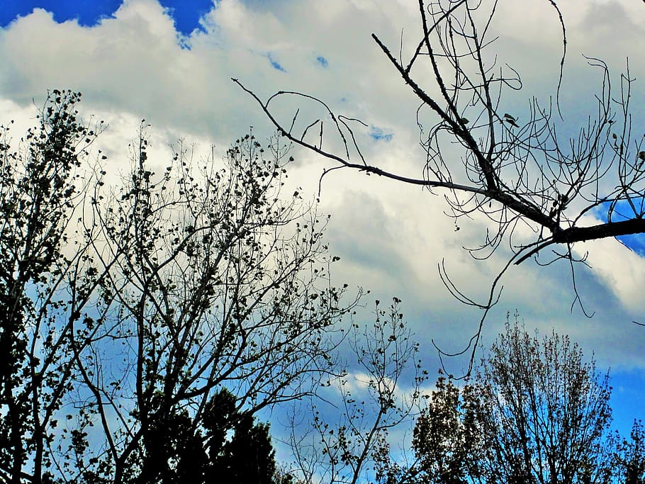bare trees, branches, leaves, sparse, sky, clouds, white, plant HD wallpaper