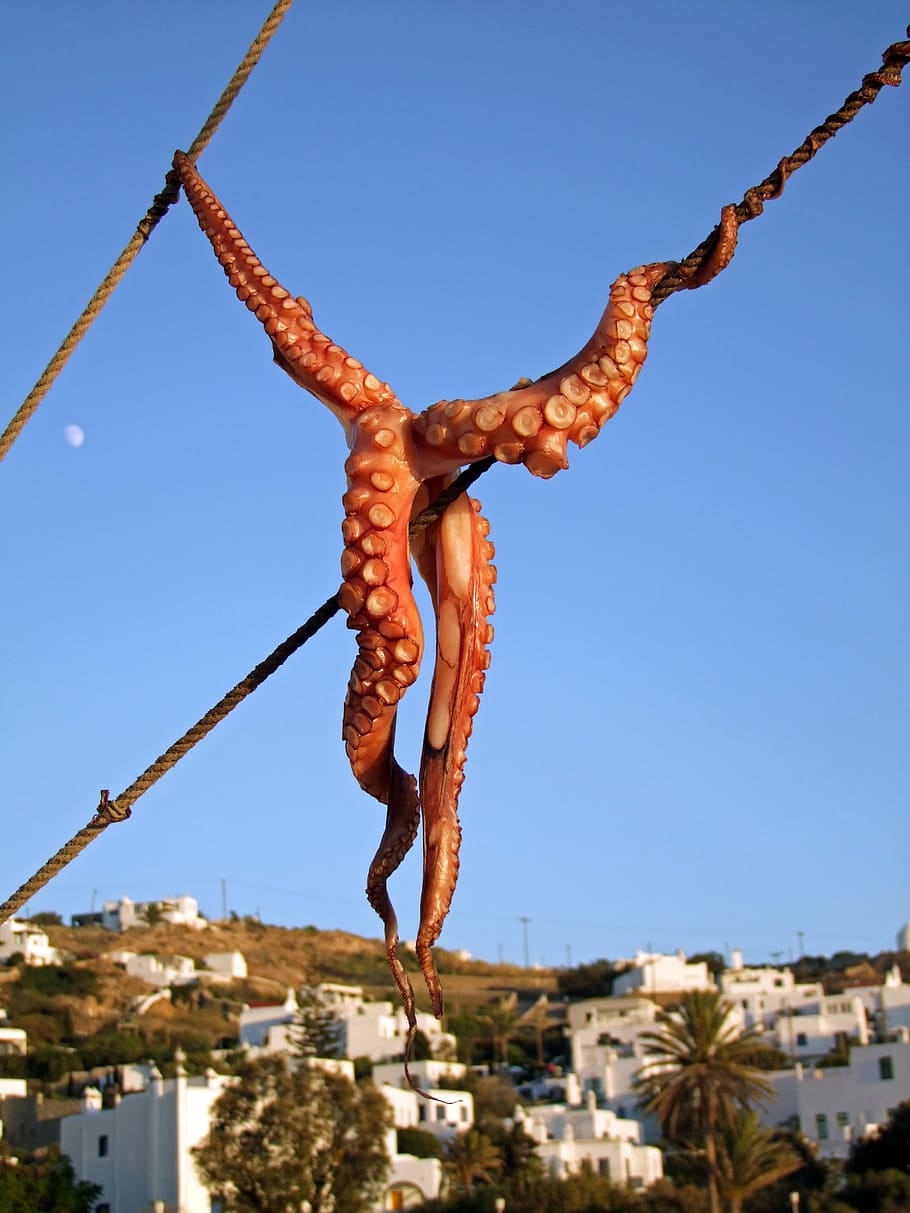 squid, octopus, fish, mykonos, greece, cyclades, dry, clear sky HD wallpaper