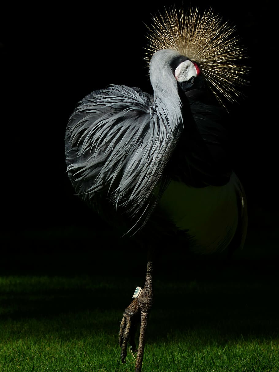 crane, bird, spring crown, south africa grey crowned crane, HD wallpaper