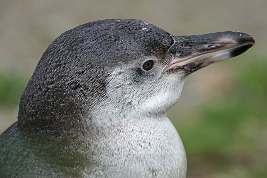 penguin, humboldt penguin, young animal, bird, water bird, glasses penguin